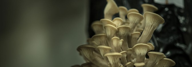 khp_hut-stiel_emotions-1