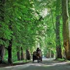 Fijaker stari ulicama luta…