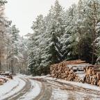 Košarac: Pripremili smo odluku o zabrani izvoza oblovine iz BiH