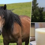 Kako su sir, med i divlji konji spasili grad kojem je prijetio egzodus?