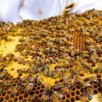 Hercegovački pčelari očekuju solidan prinos meda